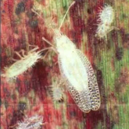 thumbnail for publication: Sugarcane Lace Bug, Leptodictya tabida